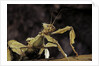 Extatosoma tiaratum (giant prickly stick insect) by Anonymous