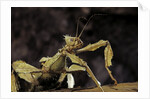 Extatosoma tiaratum (giant prickly stick insect) by Anonymous
