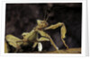 Extatosoma tiaratum (giant prickly stick insect) by Anonymous