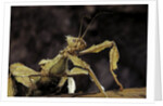Extatosoma tiaratum (giant prickly stick insect) by Anonymous