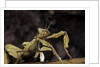 Extatosoma tiaratum (giant prickly stick insect) by Anonymous