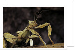 Extatosoma tiaratum (giant prickly stick insect) by Anonymous