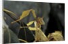 Extatosoma tiaratum (giant prickly stick insect) by Anonymous