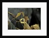 Extatosoma tiaratum (giant prickly stick insect) by Anonymous