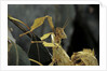 Extatosoma tiaratum (giant prickly stick insect) by Anonymous