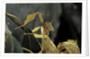 Extatosoma tiaratum (giant prickly stick insect) by Anonymous