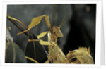 Extatosoma tiaratum (giant prickly stick insect) by Anonymous