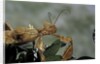 Extatosoma tiaratum (giant prickly stick insect) by Anonymous