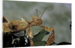 Extatosoma tiaratum (giant prickly stick insect) by Anonymous