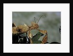 Extatosoma tiaratum (giant prickly stick insect) by Anonymous