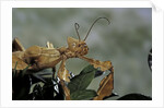 Extatosoma tiaratum (giant prickly stick insect) by Anonymous