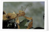 Extatosoma tiaratum (giant prickly stick insect) by Anonymous