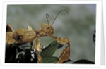Extatosoma tiaratum (giant prickly stick insect) by Anonymous