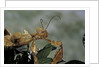 Extatosoma tiaratum (giant prickly stick insect) by Anonymous