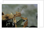 Extatosoma tiaratum (giant prickly stick insect) by Anonymous