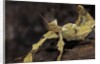 Extatosoma tiaratum (giant prickly stick insect) by Anonymous