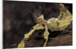 Extatosoma tiaratum (giant prickly stick insect) by Anonymous