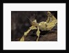Extatosoma tiaratum (giant prickly stick insect) by Anonymous