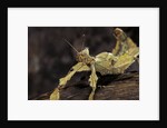 Extatosoma tiaratum (giant prickly stick insect) by Anonymous