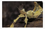 Extatosoma tiaratum (giant prickly stick insect) by Anonymous