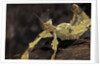 Extatosoma tiaratum (giant prickly stick insect) by Anonymous