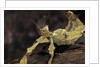 Extatosoma tiaratum (giant prickly stick insect) by Anonymous