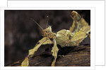 Extatosoma tiaratum (giant prickly stick insect) by Anonymous