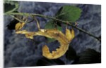 Extatosoma tiaratum (giant prickly stick insect) by Anonymous