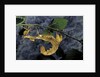 Extatosoma tiaratum (giant prickly stick insect) by Anonymous