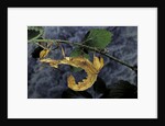 Extatosoma tiaratum (giant prickly stick insect) by Anonymous