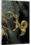 Extatosoma tiaratum (giant prickly stick insect) by Anonymous
