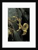 Extatosoma tiaratum (giant prickly stick insect) by Anonymous