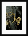 Extatosoma tiaratum (giant prickly stick insect) by Anonymous