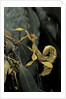 Extatosoma tiaratum (giant prickly stick insect) by Anonymous