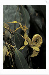 Extatosoma tiaratum (giant prickly stick insect) by Anonymous