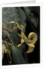Extatosoma tiaratum (giant prickly stick insect) by Anonymous