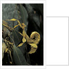 Extatosoma tiaratum (giant prickly stick insect) by Anonymous