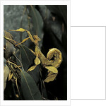 Extatosoma tiaratum (giant prickly stick insect) by Anonymous