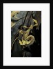 Extatosoma tiaratum (giant prickly stick insect) by Anonymous