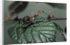 Extatosoma tiaratum (giant prickly stick insect) - very young larva by Anonymous