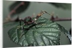 Extatosoma tiaratum (giant prickly stick insect) - very young larva by Anonymous