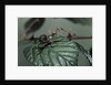 Extatosoma tiaratum (giant prickly stick insect) - very young larva by Anonymous