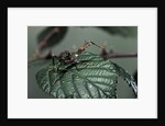 Extatosoma tiaratum (giant prickly stick insect) - very young larva by Anonymous