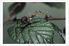 Extatosoma tiaratum (giant prickly stick insect) - very young larva by Anonymous