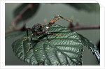 Extatosoma tiaratum (giant prickly stick insect) - very young larva by Anonymous