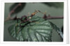 Extatosoma tiaratum (giant prickly stick insect) - very young larva by Anonymous