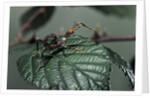 Extatosoma tiaratum (giant prickly stick insect) - very young larva by Anonymous
