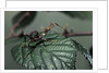 Extatosoma tiaratum (giant prickly stick insect) - very young larva by Anonymous