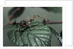 Extatosoma tiaratum (giant prickly stick insect) - very young larva by Anonymous