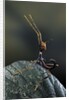 Extatosoma tiaratum (giant prickly stick insect) - very young larva by Anonymous